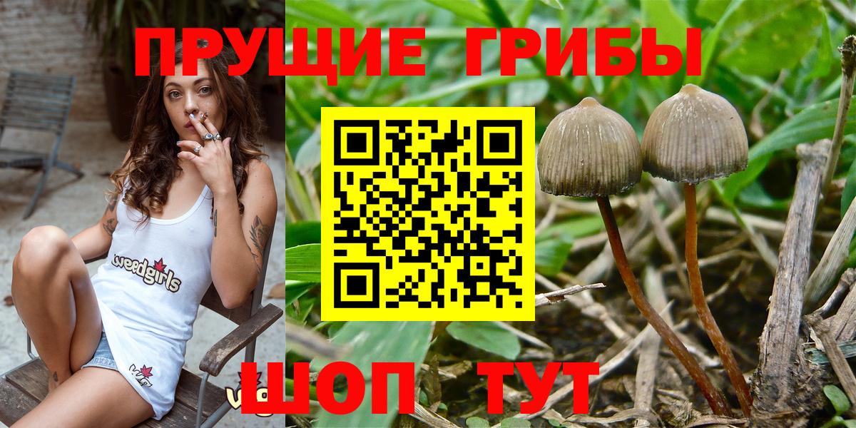 даркнет сайт  Галлюциногенные грибы GOLDEN TEACHER  Псилоцибиновые грибы мухоморы  Вход с VPN  Губкин 